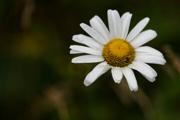 Obraz premium daisy flower close up