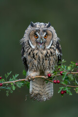 Beautiful The long-eared owls (Asio otus) sitting in a tree. Gelderland in the Netherlands.                                             