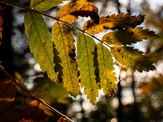 Autumn leaves in the forest