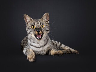 F4 Savannah cat laying down side ways on edge. Looking straight to camera, mouth wide open smiling. Isolated on a black background.