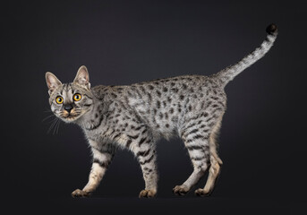 F4 Savannah cat standing side ways. Looking straight to camera. isolated on a black background.