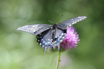Swallowtail butterfly and thistle