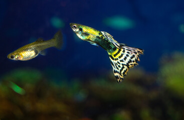 Naklejka premium The guppy aquarium fish swims. Two fish male and female. Latin name Poecilia reticulata.