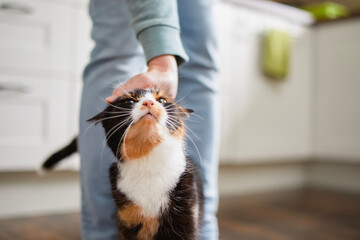Domestic life with pet. Welcoming cat with its owner at home. Hand of man stroking tabby cat. . - obrazy, fototapety, plakaty