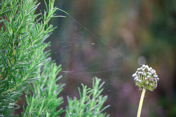 Rosemary, shallot flower and spiderweb
