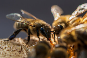 Worker bee collecting nectar, closeup. Beekeeping in countryside
