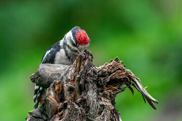 Great woodpecker Dendrocopos major, male of this large bird sitting on tree stump, green diffuse background,