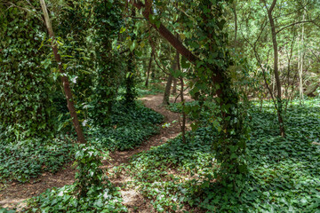 Fototapeta premium GREEN FOREST GROVE