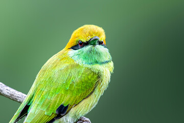 green winged bee eater