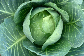 Green cabbage removed from the top. Ripe cabbage fruit. Brassica oleracea. - obrazy, fototapety, plakaty