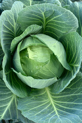 Fototapeta premium Green cabbage removed from the top. Ripe cabbage fruit. Brassica oleracea.