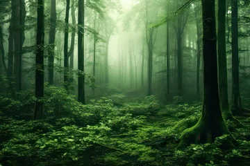 Fototapeten Misty forest in the morning © eyetronic