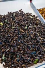 Fried insects, edible insect and bugs at market in Thailand, close-up with selective focus