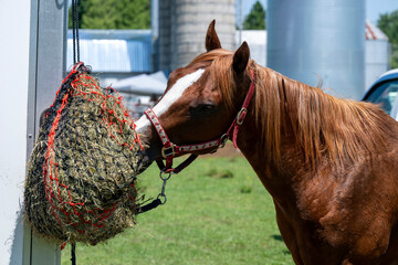 A quarter horse eating from a hay bag on the side of a trailer