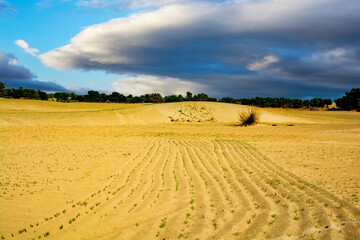 Fototapeta premium chickpea field and sky in the thar desert