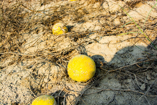 wild gourd botanical name is Citrullus colocynthis in the UAE desert