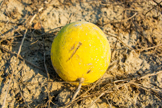 An apple gourd on a vine in the desert