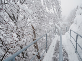 Winter landscape. Snow-covered trees. Trail to the Trzy Korony peak. Pieniny. Poland. © Andrzej Borowiec