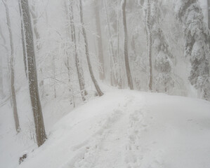 Winter landscape. Snow-covered trees. Magical winter forest.