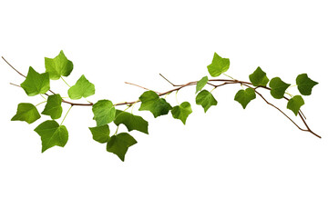 Long branch full of creeper leaves on a cutout PNG transparent background - obrazy, fototapety, plakaty