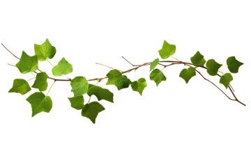 Fotobehang Long branch full of creeper leaves on a cutout PNG transparent background © Ivan Guia