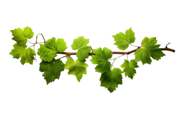 Long branch full of green vine leaves on a clipped PNG transparent background