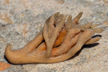 Angeschwemmter Geweihschwamm im südafrikanischen Nationalpark Agulhas