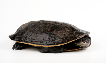 Obraz premium Dunkle Krötenkopfschildkröte // Geoffroy's side-necked turtle (Phrynops geoffroanus)