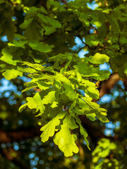 Green leaves of an oak tree plant on a summer day against the background of a park or forest