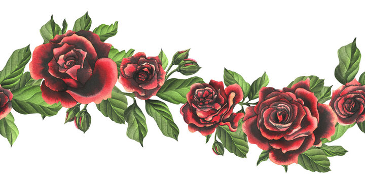 Red-black rose flowers with green leaves and buds, chic, bright, beautiful. Hand drawn watercolor illustration. Seamless border a white background, for decoration and design