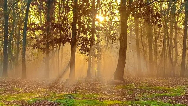 Fresh foggy morning in a forest, the sun's rays falling to the ground through the branches of trees