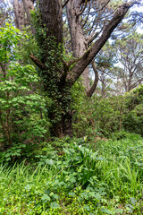 Mt. Victoria in Wellington New Zealand