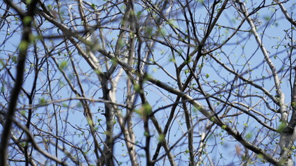 Bare Dry tree branches during winter season seen from bellow in movement