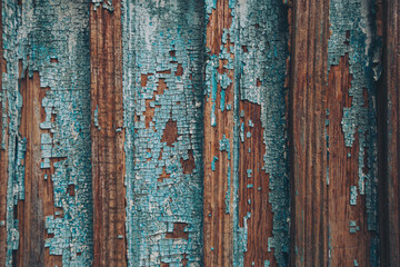 Old blue cracked paint. The texture of the old door with cracks. Dried in the sun and cracked color...