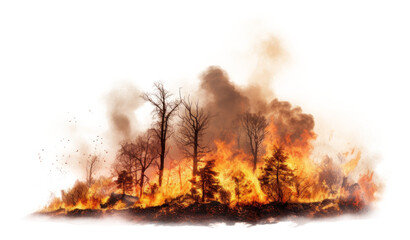 Forest Fire Natural Disaster Isolated on Transparent