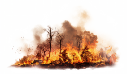Forest Fire Natural Disaster Isolated on Transparent