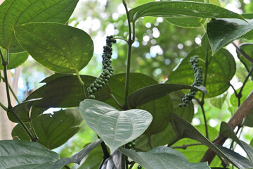 Low angle view of a black pepper spike (Piper nigrum) hanging down on the plant