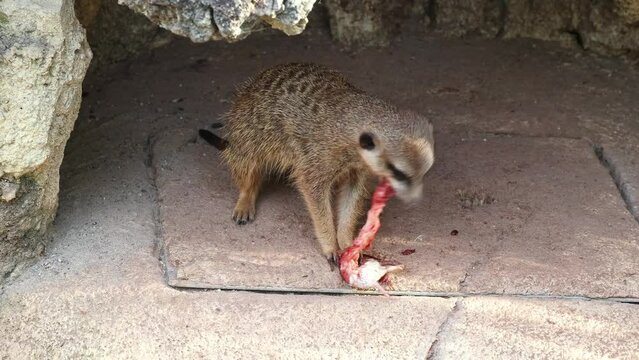 Meerkat, lat. Suricata suricatta sitting on a stone and having dinner with a tasty mouse