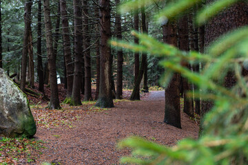 overcast rainy day fresh forest winter bad weather © Stock fresh 