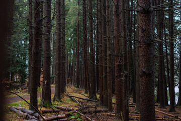 overcast rainy day fresh forest winter bad weather pine trees gloomy hiking trail