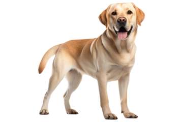 excited standing labrador retriever isolated