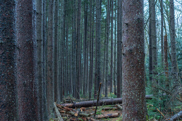 overcast rainy day fresh forest winter bad weather pine trees gloomy hiking trail