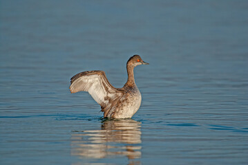 The black-necked grebe (Podiceps nigricollis) is a member of the grebe family of waterfowl. It is a blue-coloured waterfowl with open wings and red eyes.