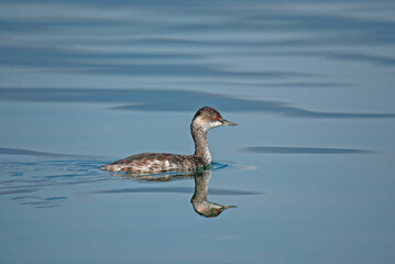 The black-necked grebe (Podiceps nigricollis) is a member of the grebe family of waterfowl. A grebe that swims in the water.