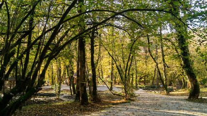 an arch created by nature from trees and shrubs