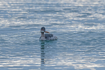 The black-necked grebe (Podiceps nigricollis) is a member of the grebe family of waterfowl. It is a water-feeding grebe.