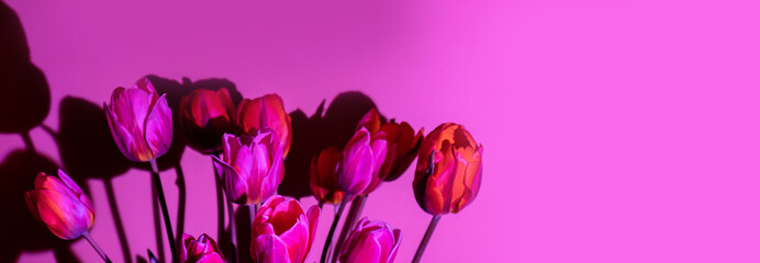 Pink colored tulip flower in neon light on purple gradient background in the night light. Creative...