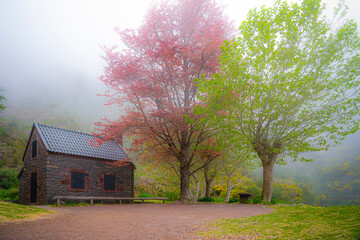 Idyllic image in perfect harmony on a foggy day, a rustic house on the left side, two trees on the...