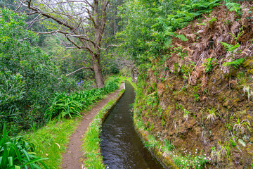 dense forest trail through an old irrigation water channel in typical Portuguese operation on the island of Madeira