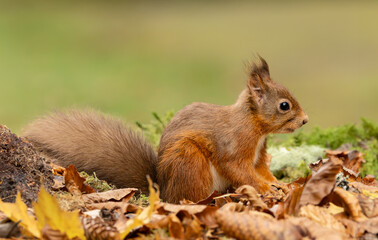 Naklejka na ściany i meble Red Squirrel, Scientific name, Sciurus vulgaris, Alert red squirrel with tufty ears, foraging in Autumn leaves and facing right. Kinloch Rannoch. Scottish Highlands, UK. Horizontal. Copy Space